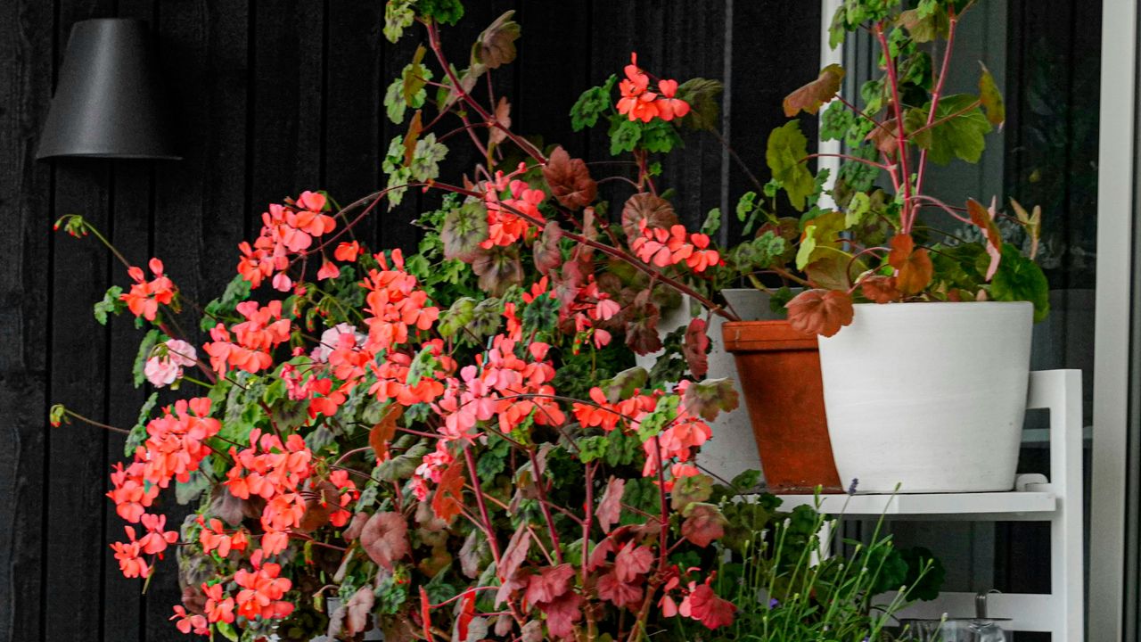 Pelargonie zimą: trzy sposoby zimowania