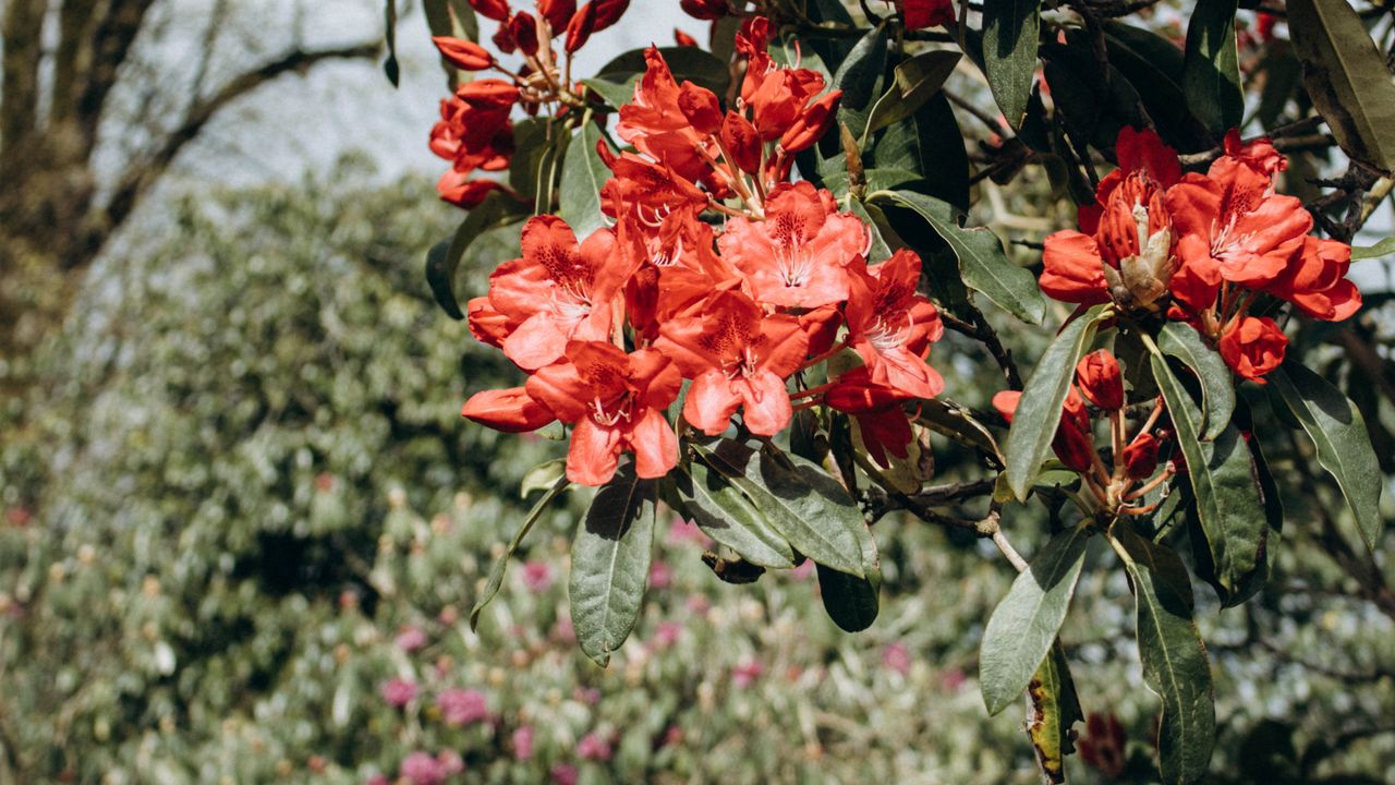 Rododendron i żółte liście: gleba, woda i stanowisko
